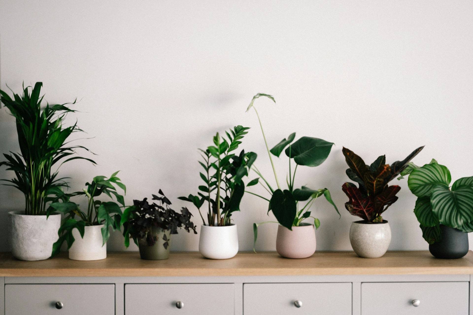 Vlytor: Expert Plant Care for Your Home