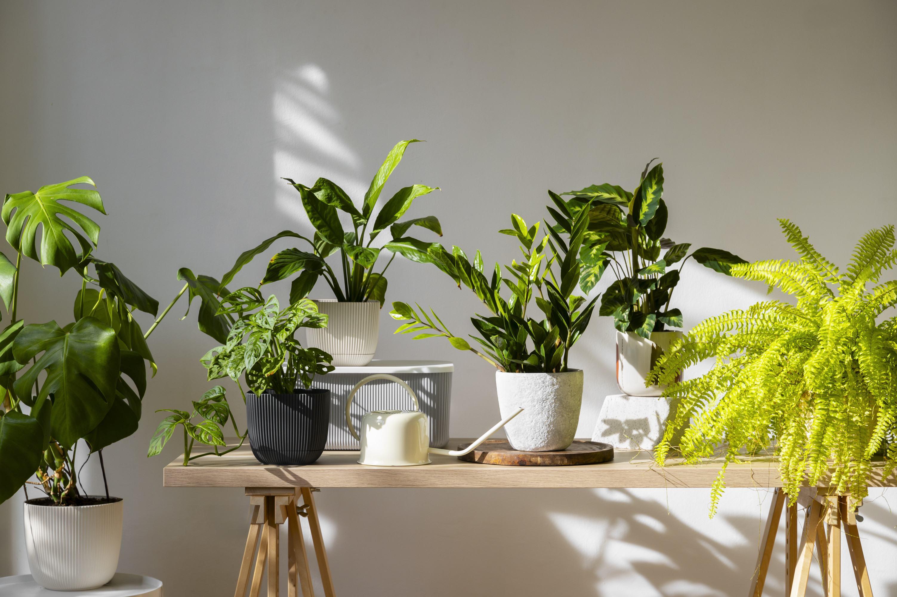 Vlytor: Your Trusted Partner in Indoor Plant Care