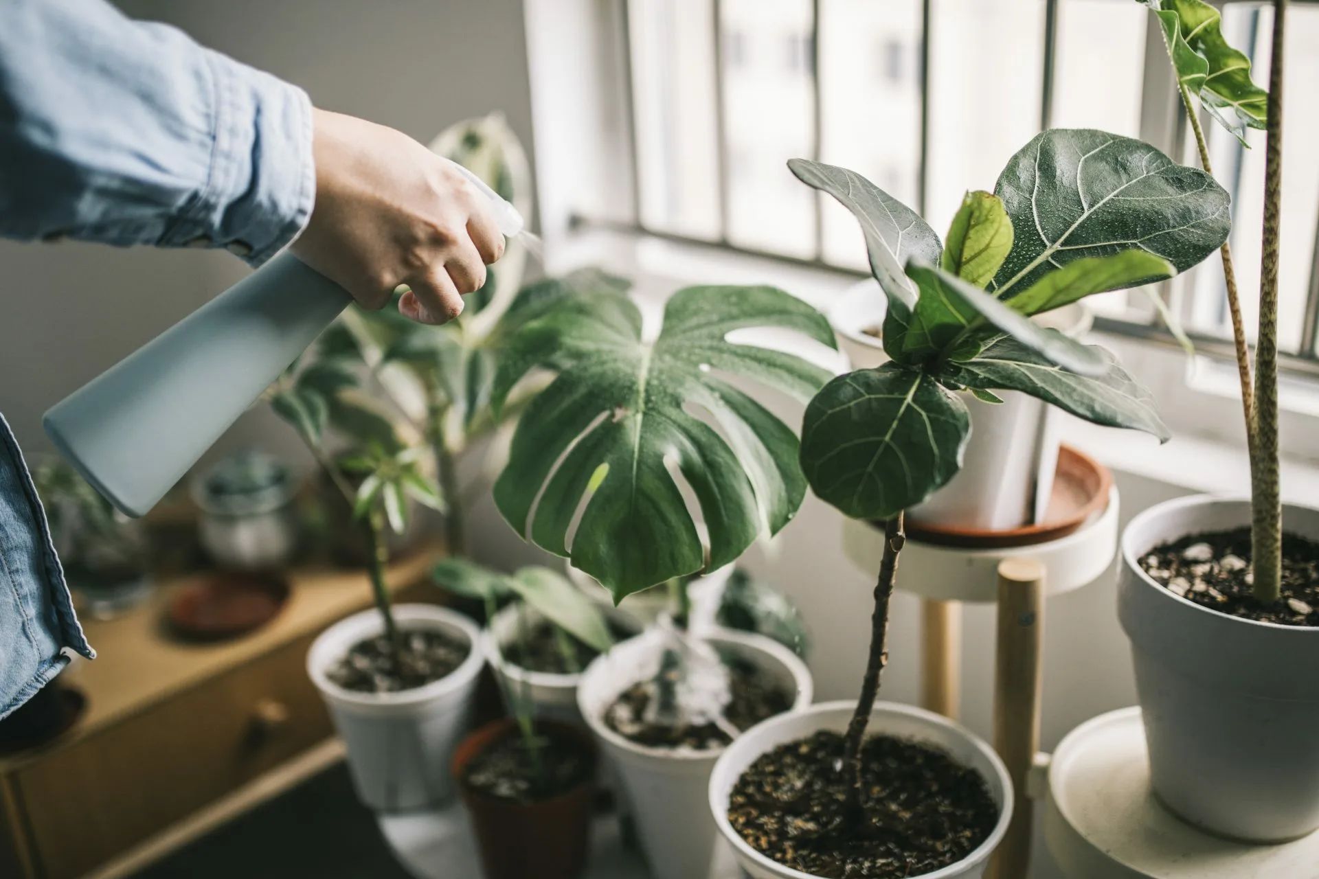 Vlytor: Expert Plant Care for Your Home